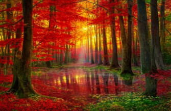 Red Forest Wallpaper