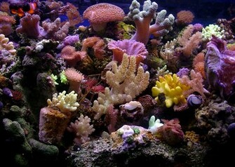 Reef Wallpaper