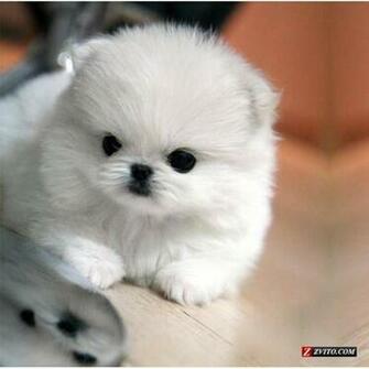 Cute Dogs Pomeranian Teacup Puppies