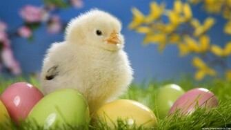 Animals Wallpaper HD