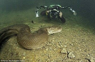 Anaconda Snake Wallpaper Sa