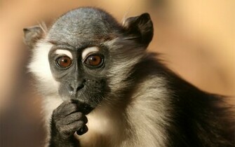 Beautiful Wallpaper Monkey HD