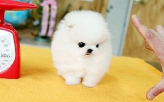 Teacup Pomeranian Desktop Wallpaper Dogbreedswallpaper