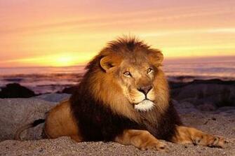 Lion Best HD Wallpaper Top Background Image