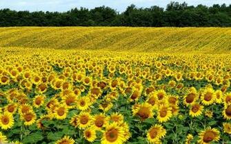 Related Pictures Open Field Wallpaper