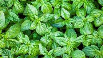 Basil Desktop Pc And Mac Wallpaper