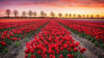Tulip Farm In Noordoostpolder Wallpaper Backiee