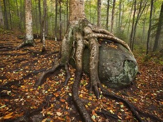 Adirondacks Picture Forest Wallpaper National Geographic Photo