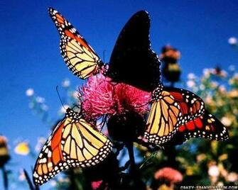 Monarch Butterfly Wallpaper