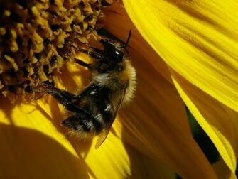 Wallpaper Background Gallery Animals Bee Sunflower Digital Desktop
