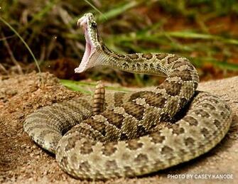 Top Most Dangerous Venomous Snakes Of The World Wildlife