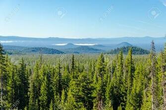 Pine Tree Forest iPhone Wallpaper
