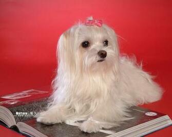 Maltese Puppies Wallpaper Pictures No