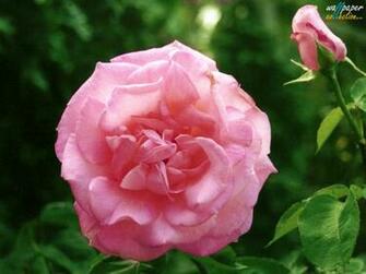Flowers Wallpaper Desktop Themes And Screensavers Birds