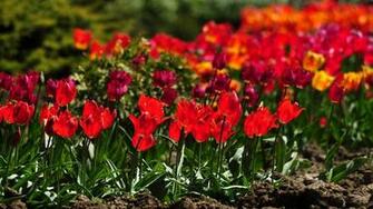 Image Wallpaper Pictures Tulips Ni715084 Jpg