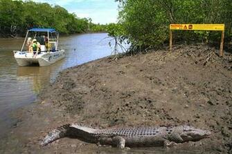 Source Url Charteroz Image Ozimage Barramundi Jpg