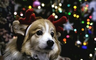 Christmas Puppy Wallpaper