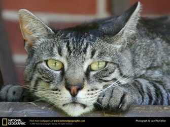 Cat Picture Desktop Wallpaper Animals