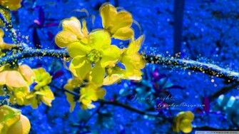 Spring Night Wallpaper
