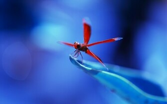 Dragonfly Computer Wallpaper Desktop Background Id