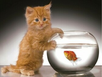 Kitten Wallpaper