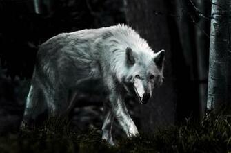 Dark Wolf Wallpaper