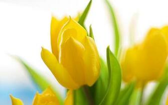 Flower Wallpaper Collection Website Templates Bz