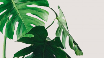 Minimalist Plant Wallpaper