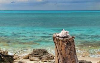 Seashell Wallpaper