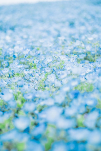 Blue Flower Wallpaper For Home Decor