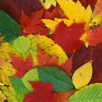 Nokia Pure Ecco Il Wallpaper Pack Con Gli Sfondi Originali