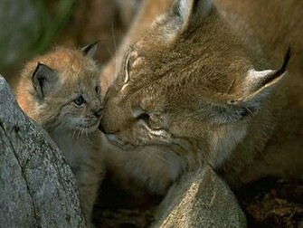 Lynx Wallpaper HD Pictures Image Background