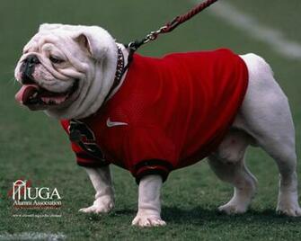 Wallpaper Tags University Of Georgia Uga Tyler Bulldog