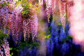 Wallpaper Wisteria Tree Is Extreem Beauty Of Nature
