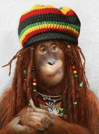 Monkey Enjoy Cap And Great Wallpaper