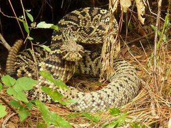 Wallpaper Rattlesnake
