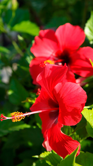 Hibiscus Wallpaper
