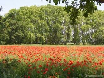 Fond D Cran Salon De Provence France Wallpaper Coquelicots