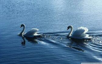 Swans Wallpaper High Quality HD Site