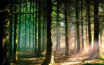 Forest Wallpaper