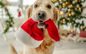 Tips For Keeping Your Dog Safe During The Holidays Breakthrough