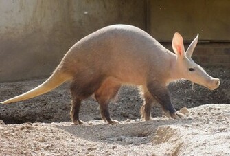 Aardvark Wallpaper X HD Res