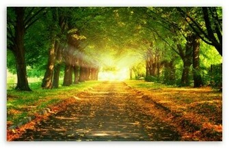 Autumn Path HD Wallpaper For Standard Fullscreen Uxga Xga Svga