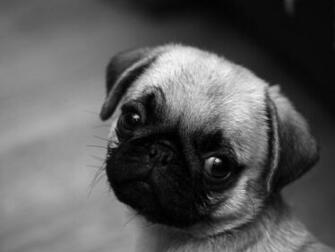 Cute Pug Wallpaper