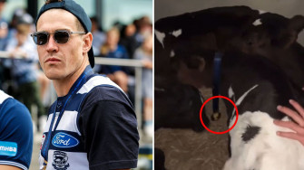 Afl News Jeremy Cameron Reveals How Now Famous Cows Almost