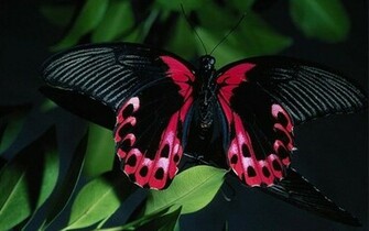 Pink Black Butterfly Wallpaper