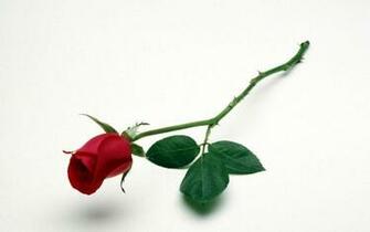 White Roses Background