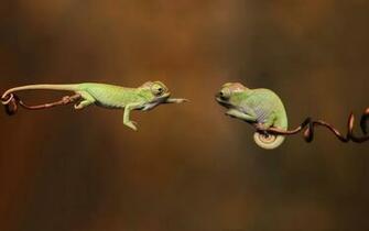 Veiled Chameleon Tongue Wallpaper