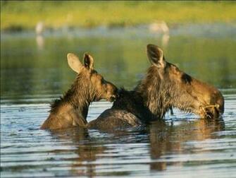 Desktop And Wallpaper Animals Pictures