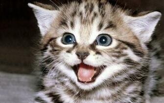 Cute Kitten Wallpaper Kittens